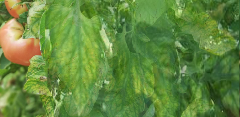 Domateslerde Magnezyum Eksikliği