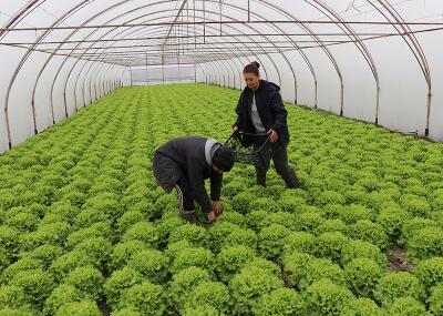 Edirne’de ki Boş Seralar Tekrar Üretime Kazandırılıyor