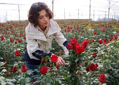 adana_gül_serası