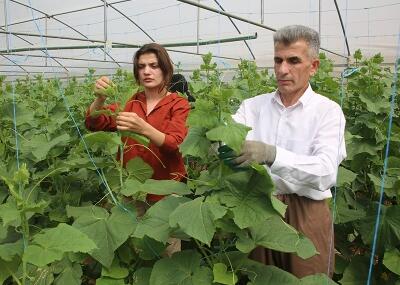 Hakkari’nin Derecik İlçesinde Seracılık Faaliyetleri Yaygınlaşıyor