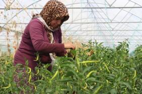 karabük_destekleme_sera-kadin