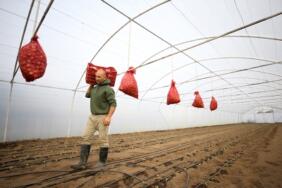 kirklareli-atıl_sera_yardım