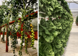 malta-aquaponic-sera4
