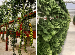 malta-aquaponic-sera4