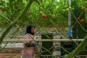 manisa_jeotermal_sera