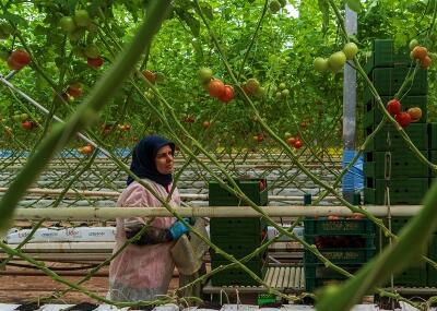 Manisa, Seralarını Jeotermal Su İle Isıtıyor