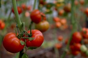 mugla-sera_domates_yetiştiriciliği