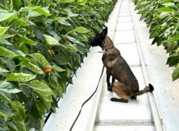 sera_zararlısı_tespiti_kopek1