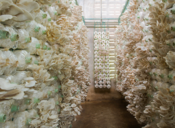 serada-mantar-yetiştirme