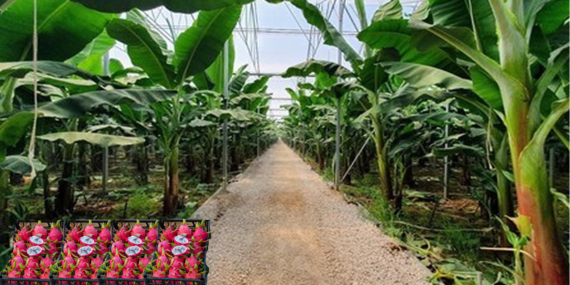 Tropikal Meyve Üreticileri, Sıcak Hava Etkisinden Korumak İçin Yeni Yöntemler Arıyorlar