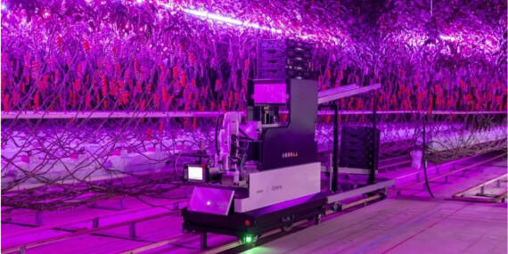 Tam Otomatik Salkım Çeri Domates Hasat Robotu Artemy Piyasaya Sürüldü