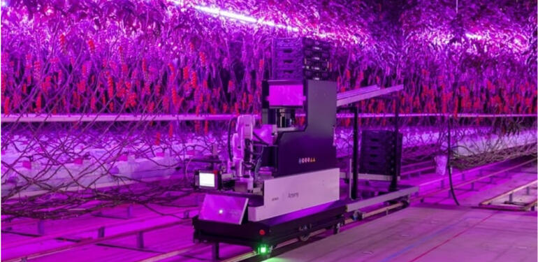 Tam Otomatik Salkım Çeri Domates Hasat Robotu Artemy Piyasaya Sürüldü