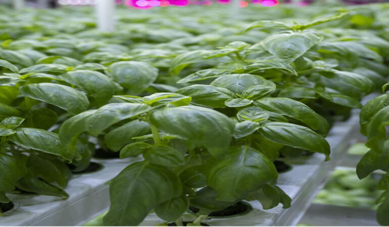 Plant Factory Ürünleri, Tazemasa ile Mevsiminde ve Taze Beslenmenin Yeni Adresi