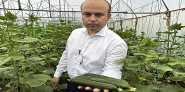 ığgır_sera_salatalık_hasadı