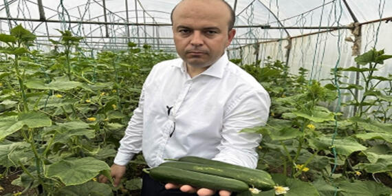 Iğdır’da Salatalık Üretiminde Yüksek Verim Beklentisi