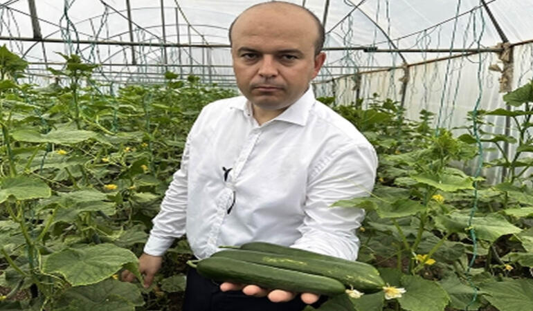 Iğdır’da Salatalık Üretiminde Yüksek Verim Beklentisi