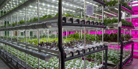 Plant Factory Ürünleri Şimdi Ne Yediğini Önemseyenlerin Adresi Tazedirekt’te!