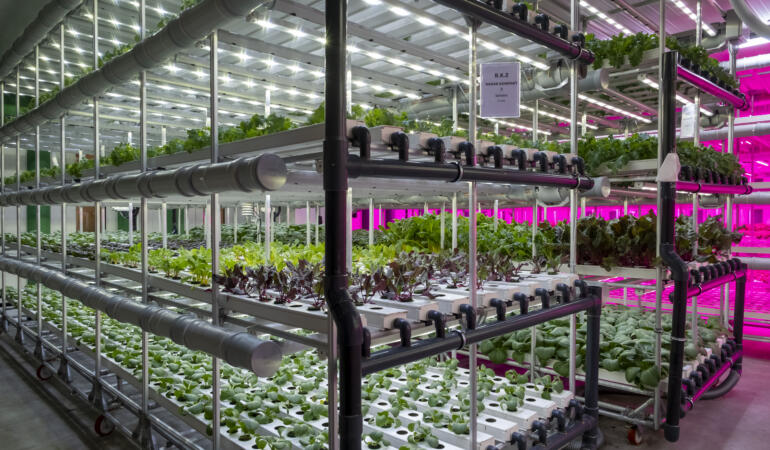 Plant Factory Ürünleri Şimdi Ne Yediğini Önemseyenlerin Adresi Tazedirekt’te!