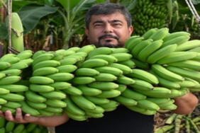 Mustafa_Güvel_Muz_Serası