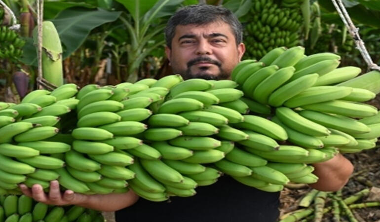 Devlet Desteğiyle Osmaniye’de Muz Serası Kurarak İhracat Hedefleyen Mimar