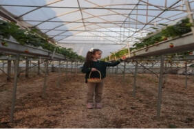 Saksıdan_Seraya_Cilek