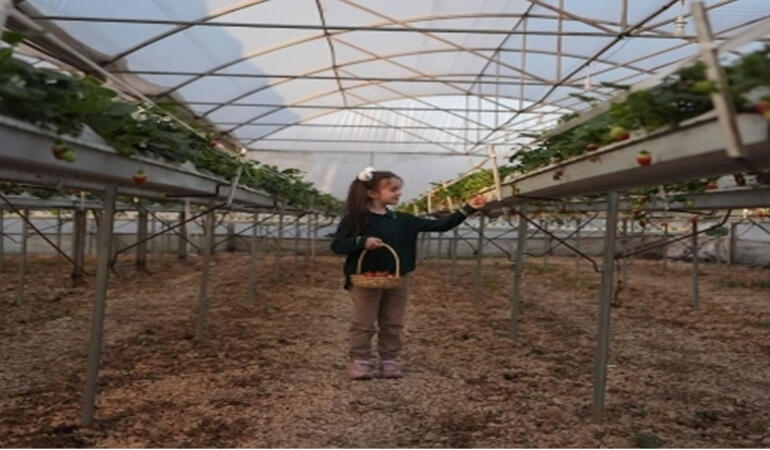 Saksıda Başladı, Topraksız Seraya Dönüştü: Sarı Ailesi’nin Çilek Hikayesi