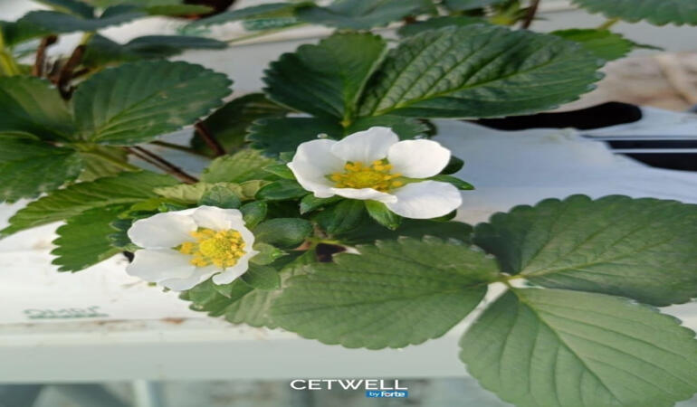 Cetwell’den Adana Karataş’ta Modern Sera