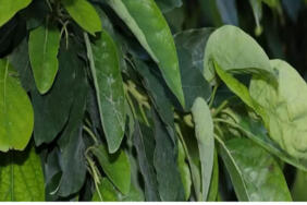 jeotermal_biomineral