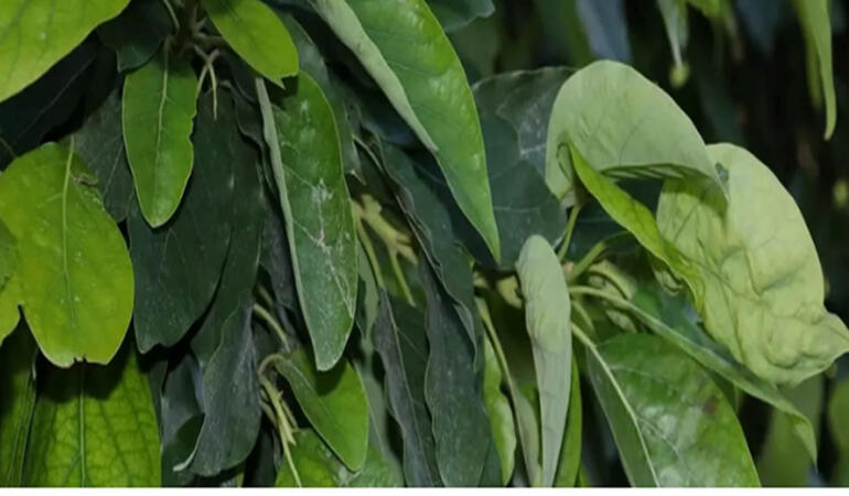 Antalya’da Jeotermal Biyomineral Üretiminde Büyük Başarı