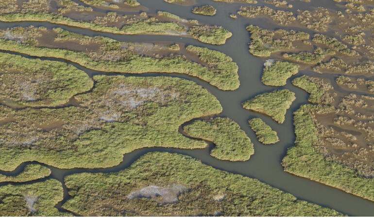 Sulak Alan Kayıpları Devam Ediyor: Ekosistemler Tehlikede