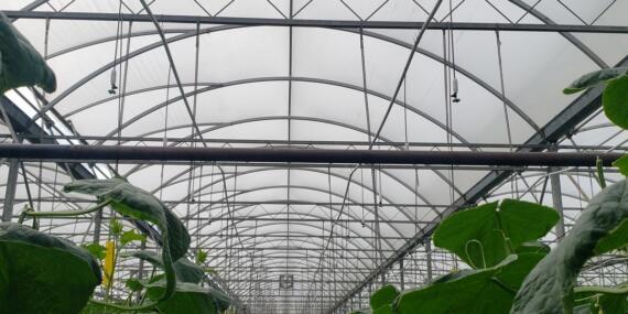 Cstainable, CO2’yi Suda Eritip Doğrudan Yapraklara Uyguluyoruz