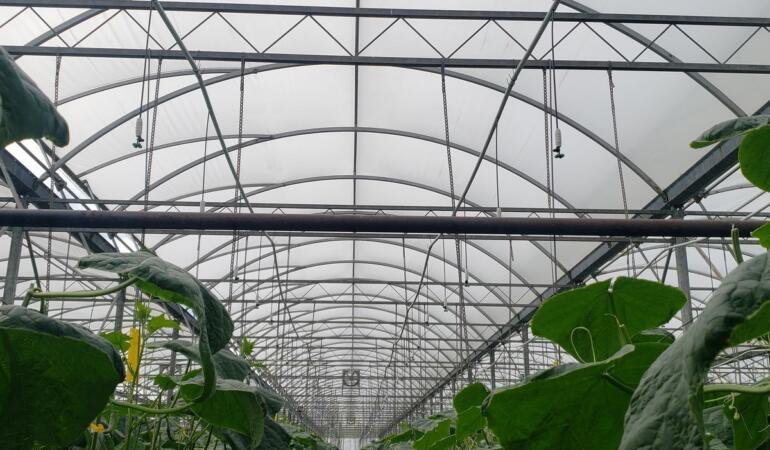 Cstainable, CO2’yi Suda Eritip Doğrudan Yapraklara Uyguluyoruz