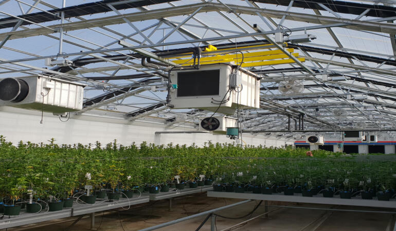 Tıbbi Kenevir Türkiye’de Birçok Sektörü Güçlendirecek