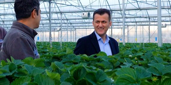 Türkiye’nin En Yüksek Teknolojili Çilek Serası: Yıllık 450 Ton Üretim Kapasitesine Ulaştı