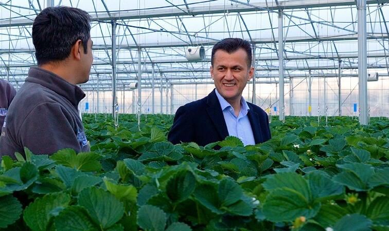 Türkiye’nin En Yüksek Teknolojili Çilek Serası: Yıllık 450 Ton Üretim Kapasitesine Ulaştı
