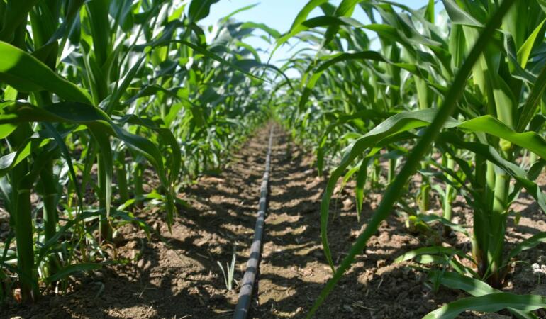 Orbia Netafim ve Virridy’den Tarımda Karbon Azaltımı İçin İş Birliği