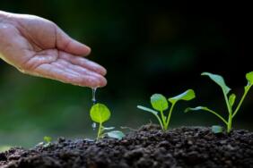 Agriculture,,Growing,Plants,,Seedlings,,Plants,,Nourishing,And,Watering,Saplings,That