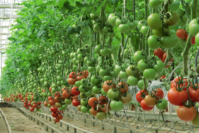 Yerköy OSB Vitrin_Tarım_Sera