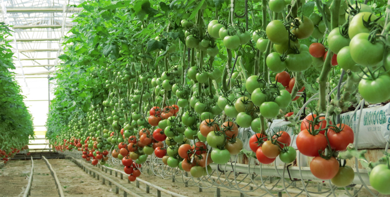 Yozgat Yerköy Jeotermal Sera OTB Kuruldu