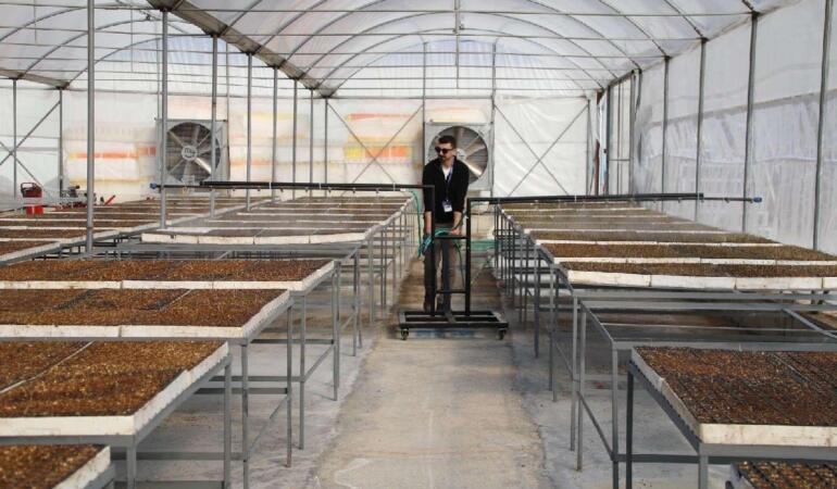 Bodrum Belediyesi Fide Üretimine Yeniden Başladı