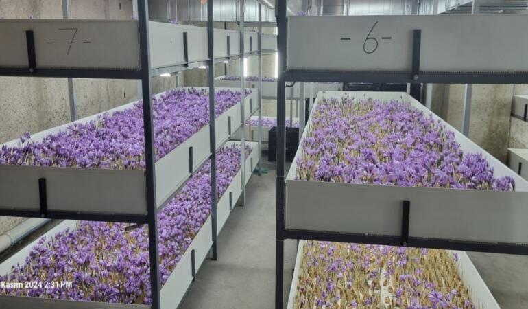 Türkiye’nin İlk Dikey ve Topraksız Safran Tesisinde Çığır Açan Başarı