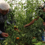 Kocaeli Belediyesi Yüzde 50 Hibe Desteği Başladı