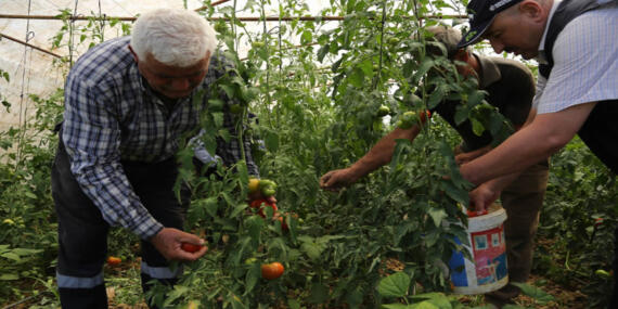 Kocaeli Büyükşehir’den Modern Sera Desteği