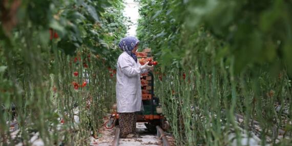Manisa Zirvesi’nde Jeotermal Seracılığın Önemi