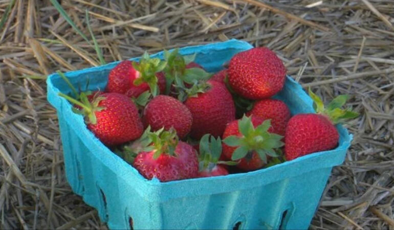 Neo-P Çilek Mantarı Tehdidi ABD Tarımını Zorluyor