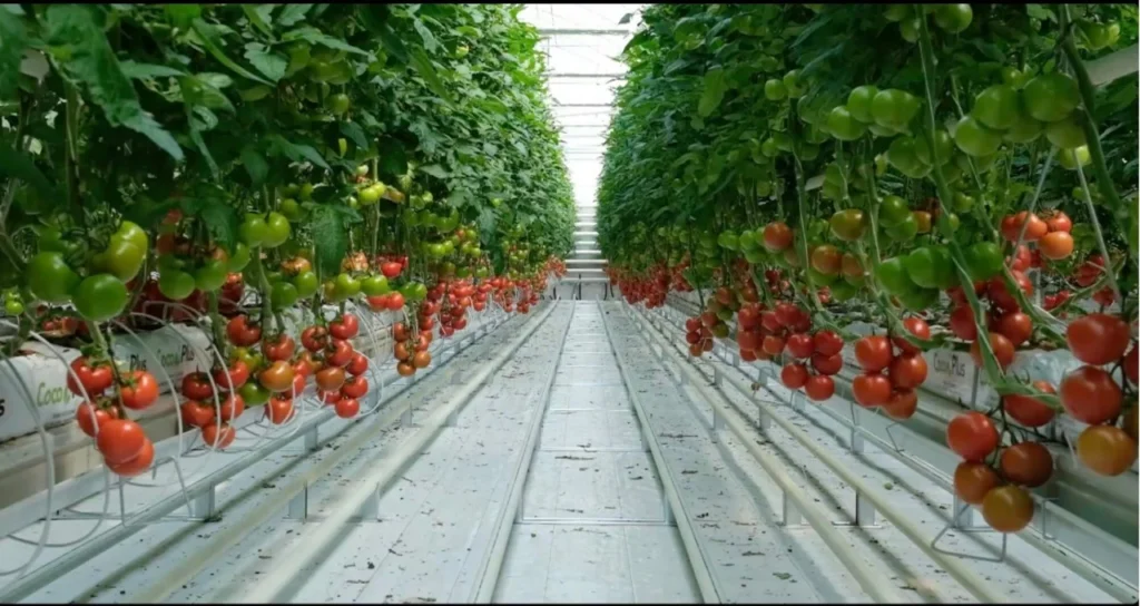 Karya Doğal Tarım ve Seracılık Altun Gıda
