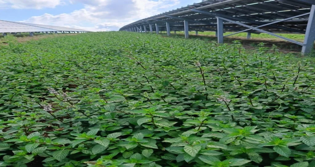 mustafa tolga esetlili agrivoltaik enerjisa üretim
