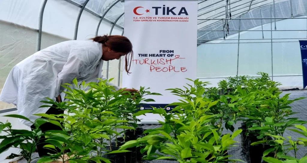 TİKA, Azerbaycan’da Narenciye ve Çay Seraları Kurdu