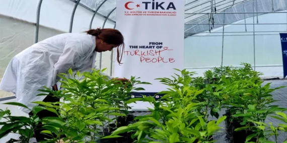TİKA, Azerbaycan’da Narenciye ve Çay Seraları Kurdu