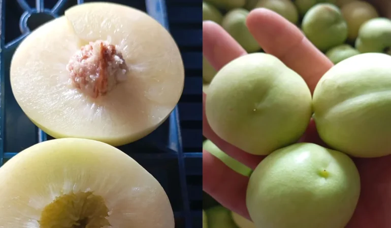 Bayramiç Beyazı Nektarinine Avrupa ve Kanada’dan Talep Artıyor